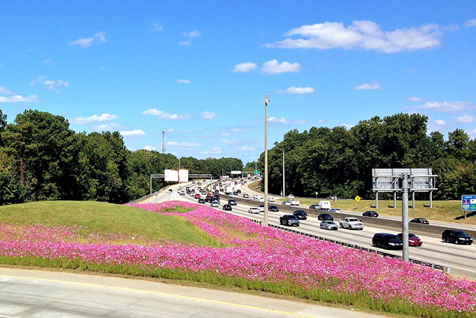 Cosmos on I-28