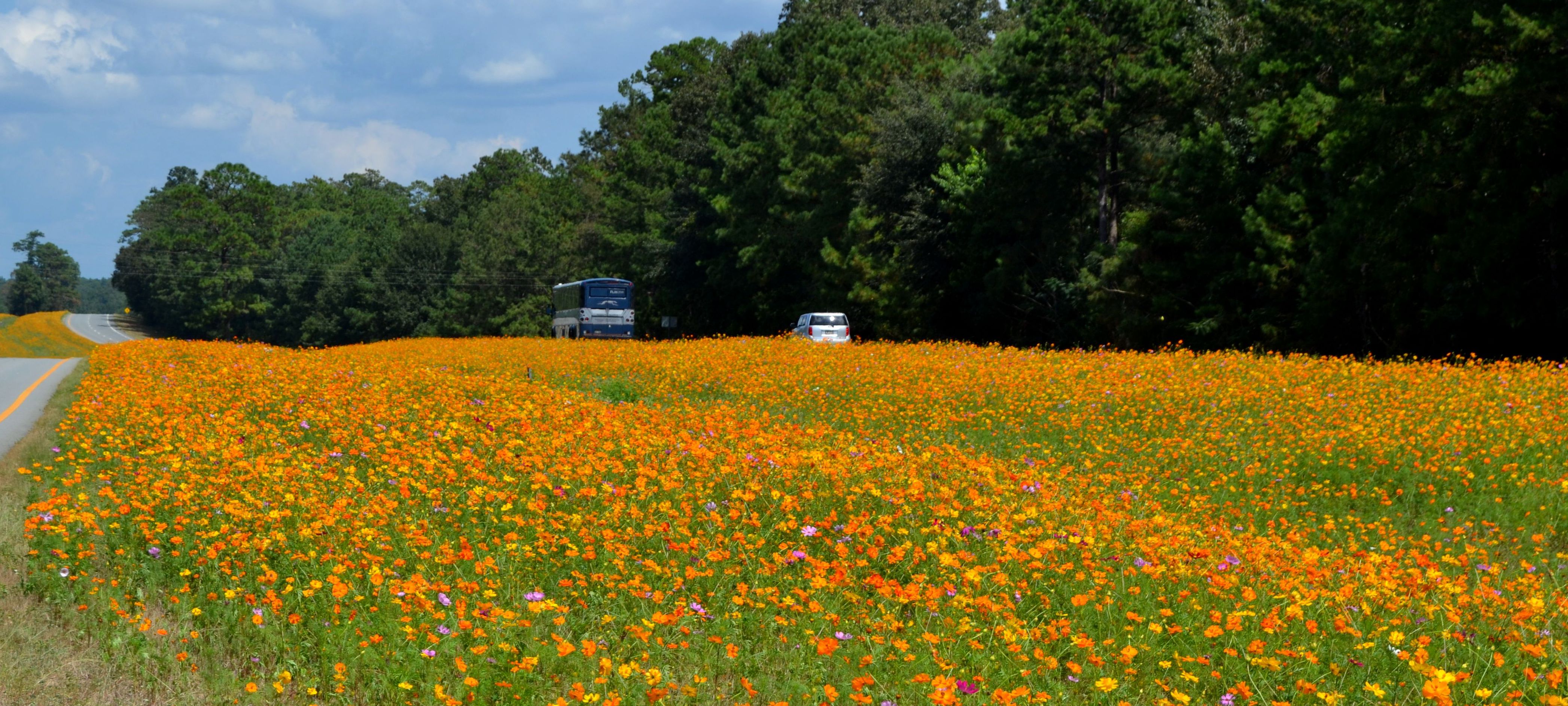 Featured image of post Wildflower Fields In Georgia / Park rangers in georgia are frequently work in specialized positions.