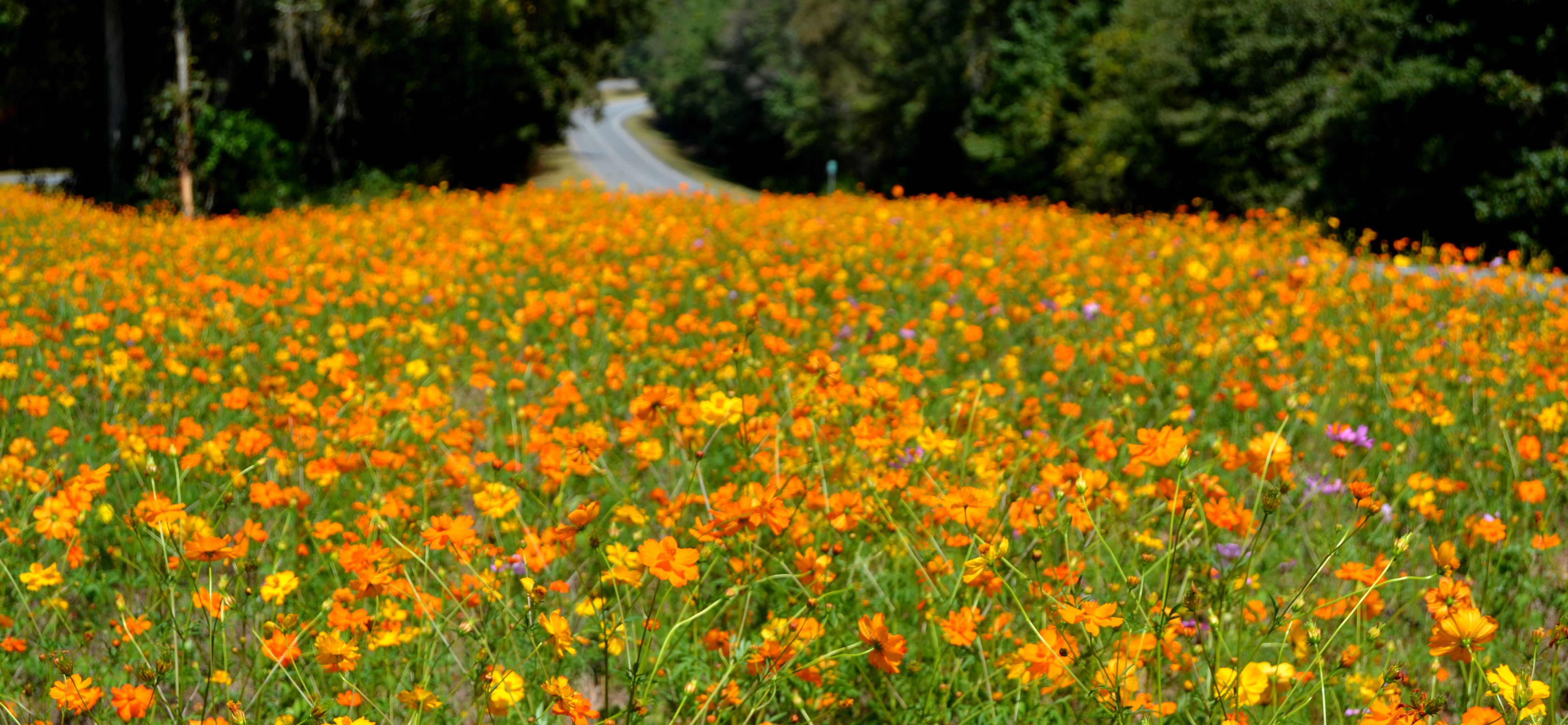 Featured image of post Wildflower Fields In Georgia - Er kann sogar ihre stiele betreten.