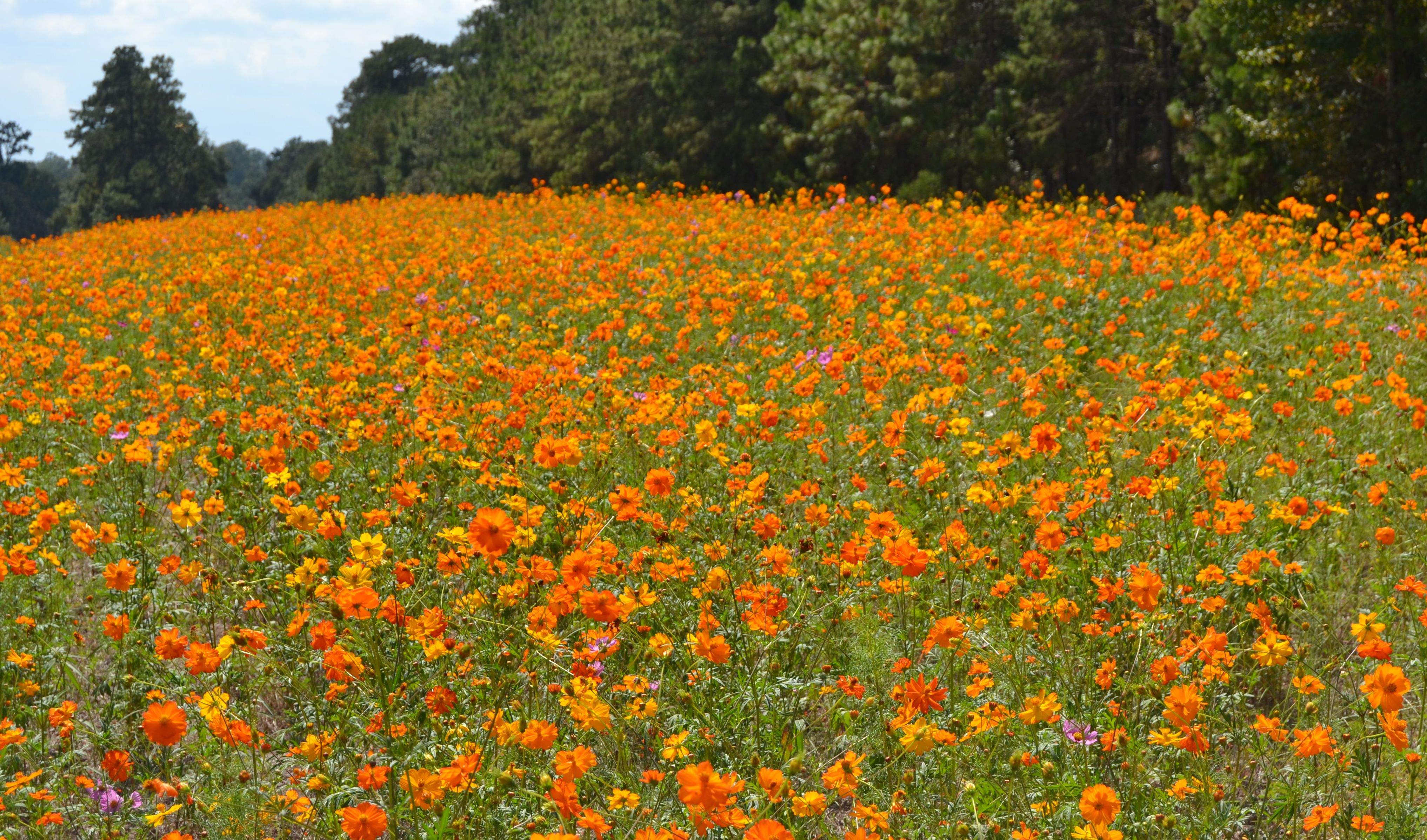Featured image of post Wildflower Fields In Georgia / Does the plant have a scent?